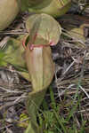 Purple pitcherplant